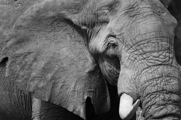 Turismus chránil divoká zvířata v Africe. Už nechrání…