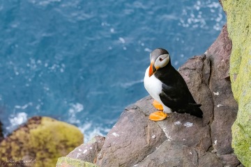 Mořští klauni na hranách skal