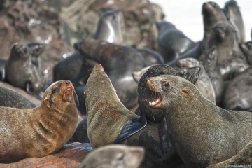 CAPE CROSS – the largest sea lions colony