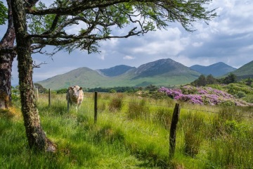 Za svatým Patrikem, překrásnou krajinou a irskou whiskey na zelený ostrov